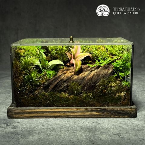 Terrarium Rừng Hoa - Bể Chữ Nhật - Tạo Góc Xanh Thiên Nhiên