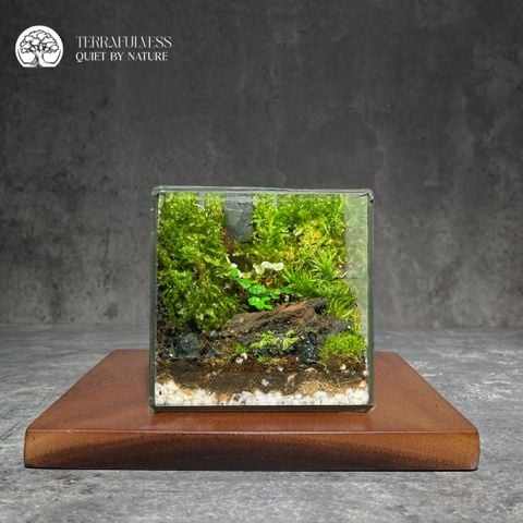 Terrarium Mảng Xanh Tĩnh Lặng – Bể Rubik - Decor Góc Sống Tối Giản