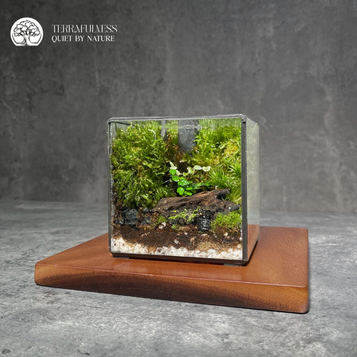 Terrarium Rêu Lũa - Bể Rubik - Size Tiểu - Trang trí – Sản Xuất ...