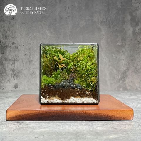 Terrarium Hoa Trên Đá | Bể Cubic Tiểu Cảnh Trang Trí Bàn Làm Việc