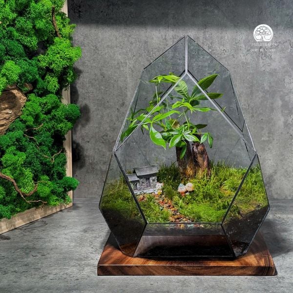 Terrarium Lối Nhỏ Về Nhà bể đa giác của Terrafulness, thiết kế cây may mắn, rêu xanh và lối sỏi dẫn vào nhà mini, phù hợp làm quà tặng doanh nghiệp ý nghĩa