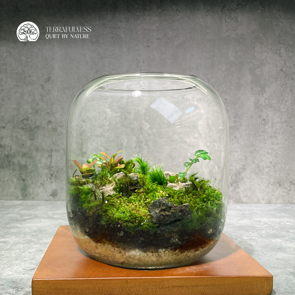 Terrarium Rêu Xanh - Bể Tròn - Size Trung - Để Bàn| Terrafulness – Sản ...