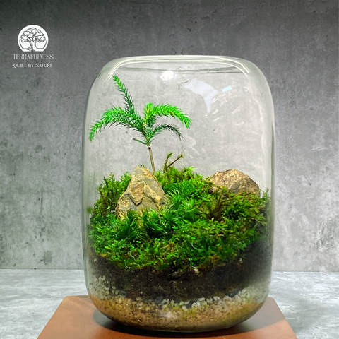 Terrarium Rêu Đá | Bể Tròn Hở Trang Trí Văn Phòng