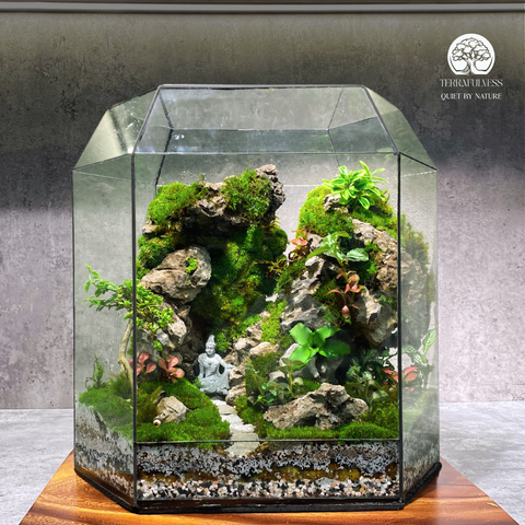 Terrarium Vách Đá Nhiệt Đới - Bể Đa Giác - Trang Trí Không Gian Thiền