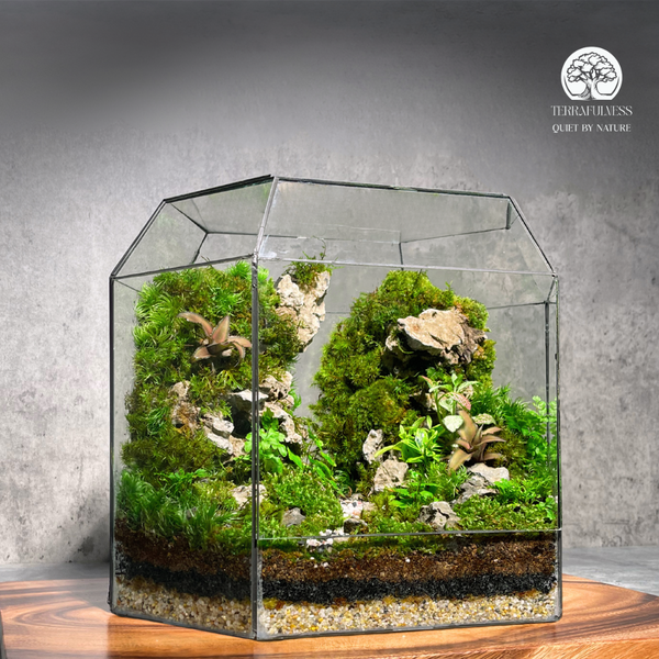 Terrarium Rừng Nhiệt Đới – Bể Đa Giác - Size Đại- Tiểu cảnh rêu đá ...