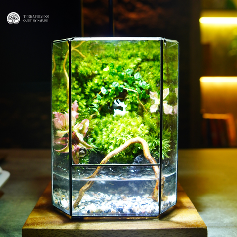 Terrarium Rừng Thiên | Bể Đa Giác Để Bàn Làm Việc