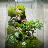 Terrarium Linh Hồn Cổ Thụ – Bể Đa Giác Đứng - Trang Trí Nghệ Thuật
