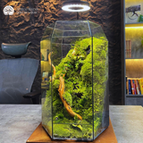 Terrarium Vách Núi Rêu Xanh – Bể Đa Giác – Size Trung – Trang Trí Không Gian