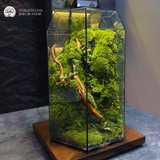 Terrarium Vách Núi Rêu Xanh – Bể Đa Giác – Size Trung – Trang Trí Không Gian