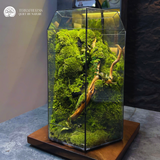 Terrarium Vách Núi Rêu Xanh – Bể Đa Giác – Size Trung – Trang Trí Không Gian