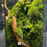 Terrarium Vách Núi Rêu Xanh – Bể Đa Giác – Size Trung – Trang Trí Không Gian
