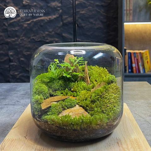 Terrarium Đồi Đá – Bể Tròn Mini - Trang Trí Tối Giản