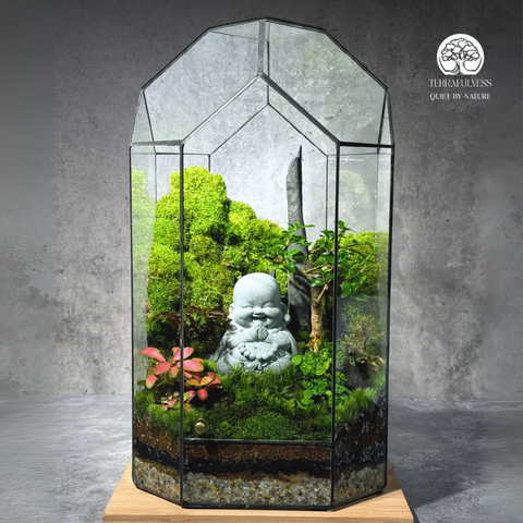 Terrarium Zen Phật Di Lặc Cười - Bể Đa Giác - Để Bàn