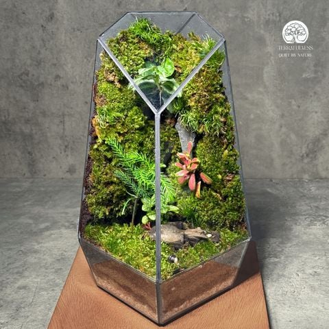 Terrarium Vách Dốc - Bể Đa Giác - Trang Trí Nghệ Thuật Tối Giản