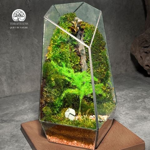 Terrarium Nhà Nhỏ Trong Rừng – Bể Đa Giác Đứng - Để Bàn