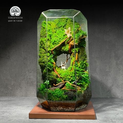 Terrarium Thần Rừng - Bể Trụ - Size Đại - Qùa tặng và Trang trí bàn làm việc
