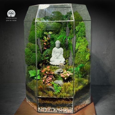 Terrarium Zen Phật Ban Phước - Bể Đa Giác - Để Bàn Ở Không Gian Thiền Định