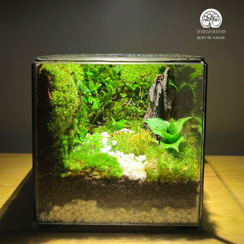 Terrarium Vườn Cổ Tích | Bể Hộp Vuông | Quà Tặng Sáng Tạo