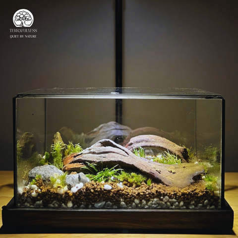 Terrarium Gốc Cổ Thụ | Bể Trụ Trang Trí Bàn Làm Việc