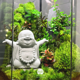 Terrarium Zen Tĩnh - Bể Đa Giác Đứng - Size Trung - Để Bàn - Tượng Phật Di Lặc