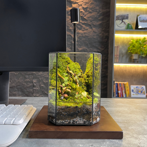 Terrarium Vách Rừng Nhiệt Đới  | Bể Trụ Đứng Trang Trí Không Gian Sống