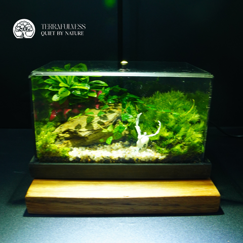 Terrarium Thần Bảo Hộ | Bể Chữ Nhật Trang Trí Bàn Làm Việc