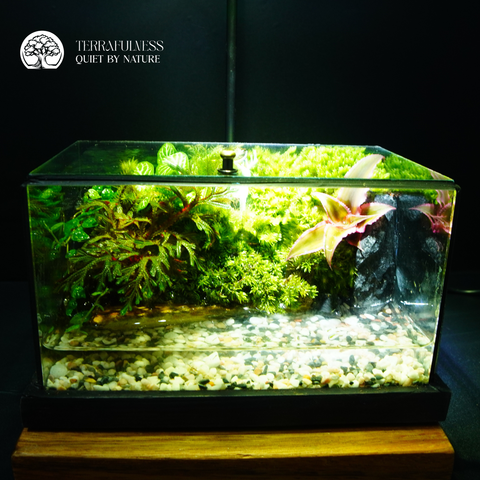 Terrarium Bán Cạn Mini - Bể Chữ Nhật - Trang Trí Để Bàn