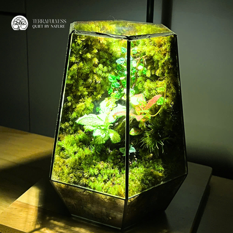 Terrarium Ánh Rừng Đêm | Bể Đa Giác Trang Trí Không Gian Sống