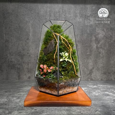 Terrarium Mạch Sống Rừng Xanh - Bể Đa Giác Đứng - Trang Trí Góc Thiền