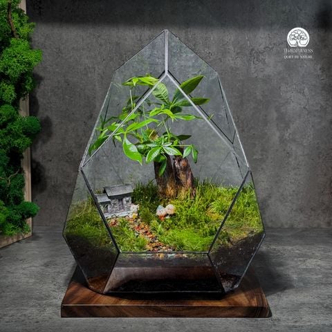 Terrarium Lối Nhỏ Về Nhà – Bể Đa Giác - Cây May Mắn, Nhà Mini