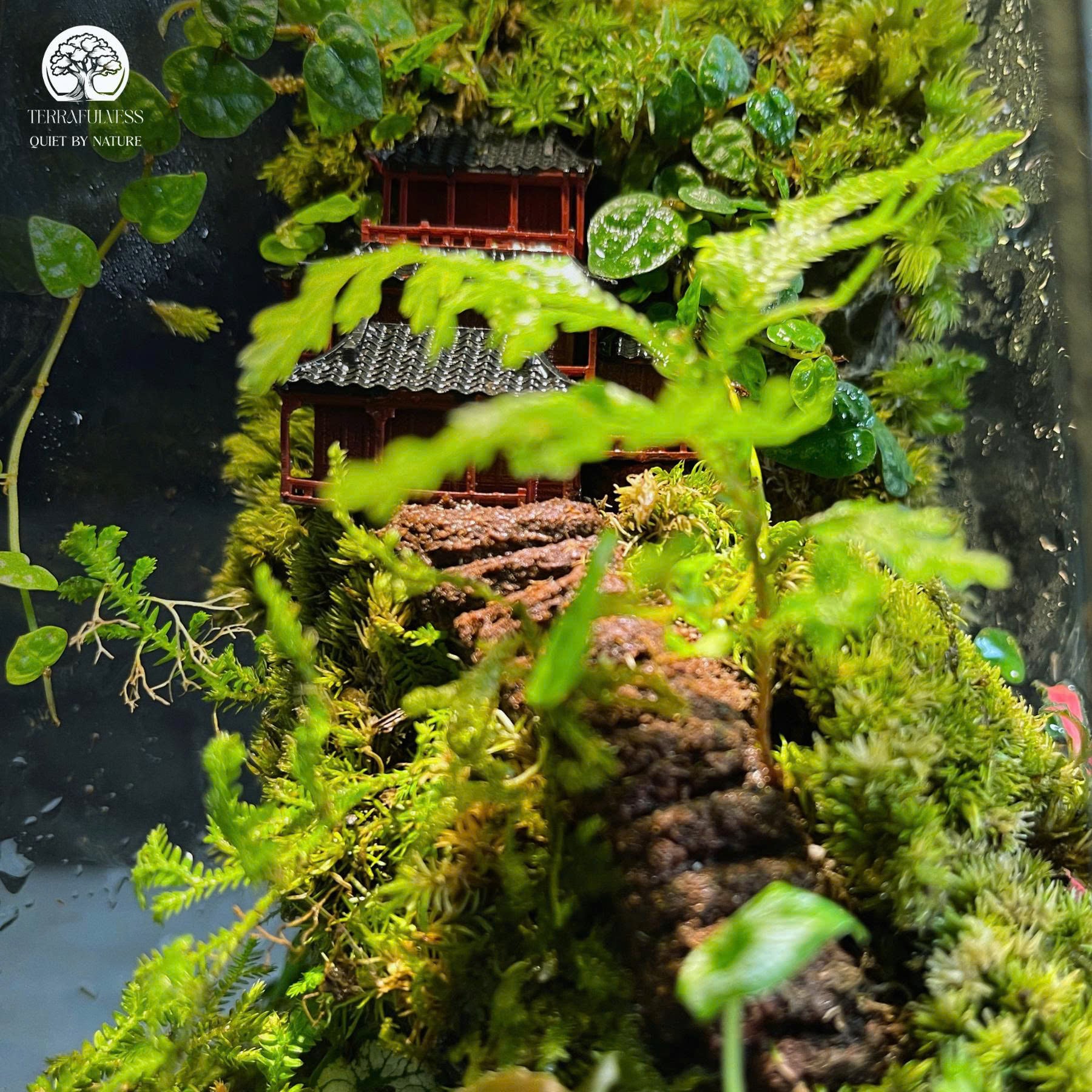 Terrarium Rêu Đá | Bể Đa Giác Để bàn – Sản Xuất Terrarium Sỉ và Lẻ HCM ...