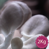  Nấm Bào Ngư Xám - Loại 2Kg 