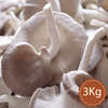  Nấm Bào Ngư Xám - Loại 3Kg 