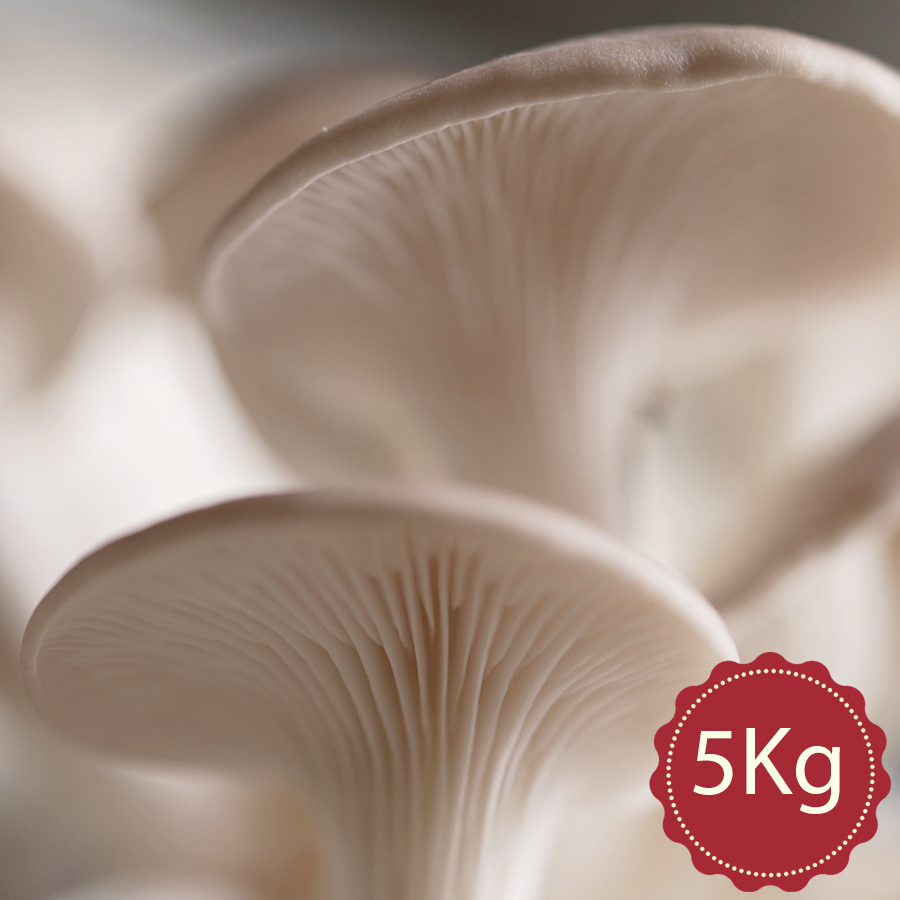  Nấm Bào Ngư Xám - Loại 5Kg 