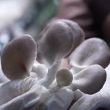  Nấm Bào Ngư Xám - Loại 1Kg 