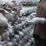  Nấm Bào Ngư Xám - Loại 1Kg 