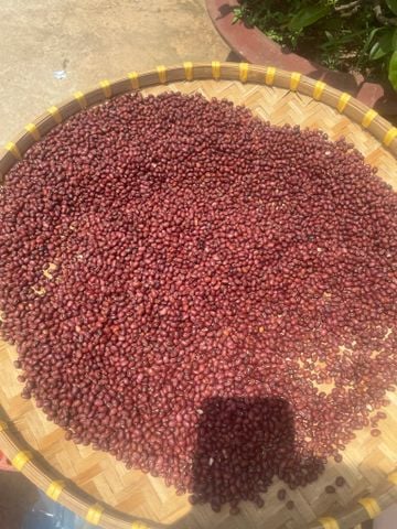  Đậu đỏ thái bình hạt nhỏ giống cũ , không thuốc gì . 