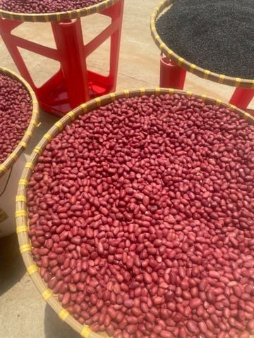  Đậu lạc đỏ bóc tay thái bình ( phộng) hạt nhỏ giống cũ, ăn sống rất ngọt thơm  , không thuốc gì 