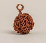  Hạt Rudraksha Isha Shanmukhi (sáu mặt) .được thánh hiến cho trẻ em dưới 14 tuổi. 