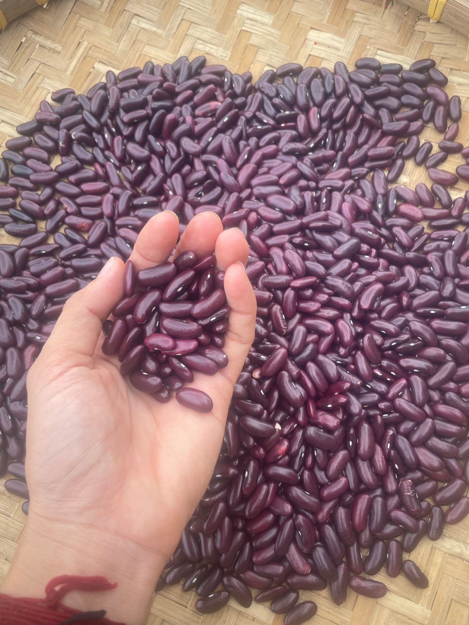  Đậu thận đỏ thái bình . 