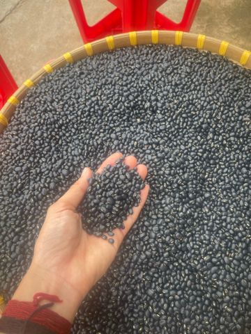  Đậu đen xanh lòng hạt nhỏ thuần chủng , không thuốc gì ( trồng tại thái bình ) 