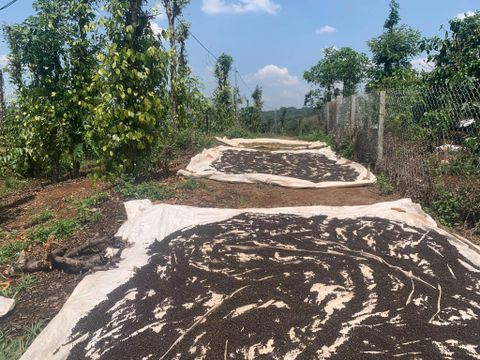  Tiêu  hạt hữu cơ, thơm nồng nàn , làm ấm cơ thể mà không gây nóng ,mỗi ngày nên ăn ít . 