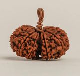  Thánh hiến Isha Gauri-Shankar Rudraksha 