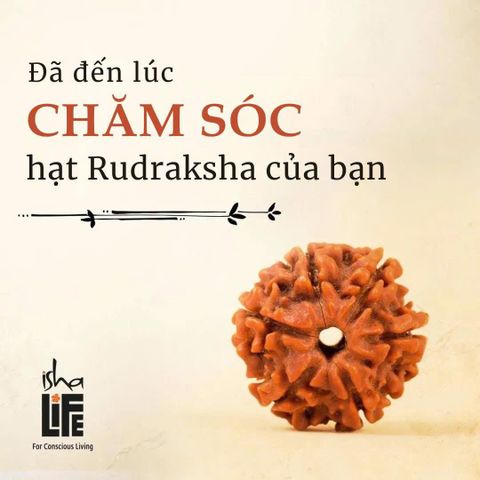  Hạt Rudraksha với chuỗi đồng đỏ dành cho người lớn bảo vệ năng lượng của bạn (năm mặt) được thánh hiến. 
