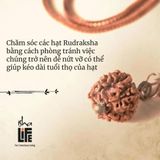  Hạt Rudraksha Isha Shanmukhi (sáu mặt) .được thánh hiến cho trẻ em dưới 14 tuổi. 