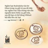  Adiyogi Rudraksha với chuỗi đồng người lớn (năm mặt) được thánh hiến. 