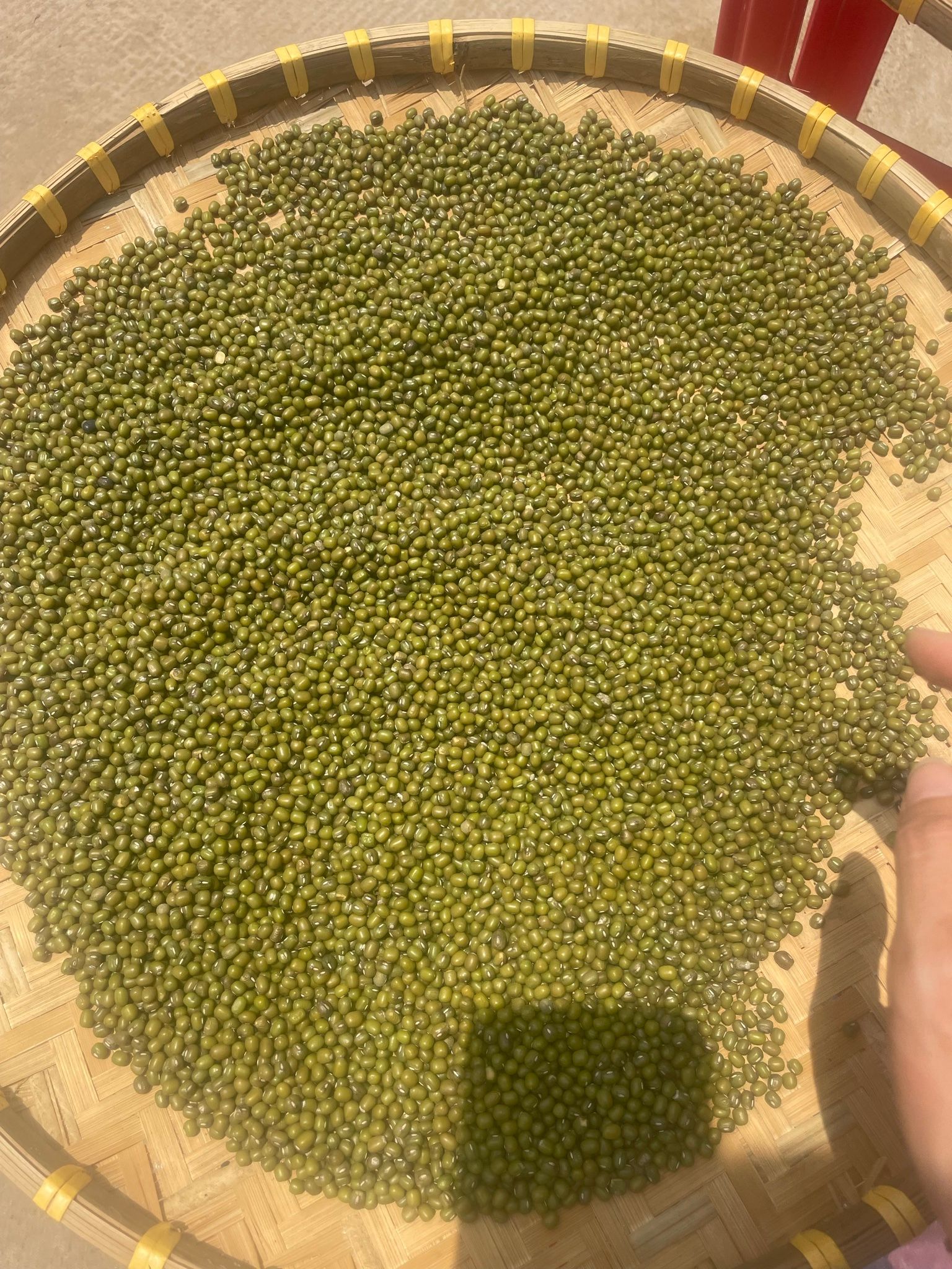  đậu xanh hạt nhỏ giống cũ , không thuốc gì . 