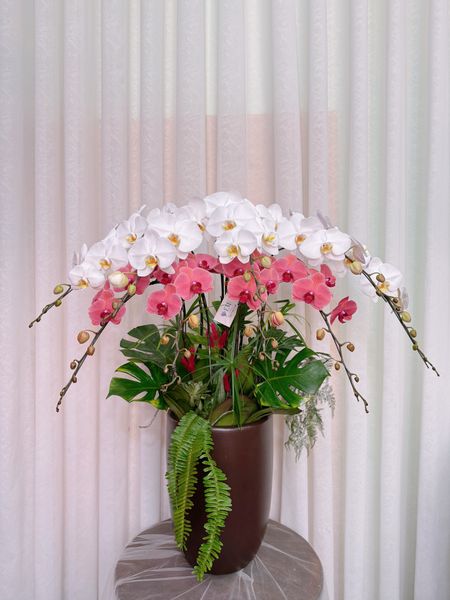  LHĐ - chậu 9 cành phát lộc 