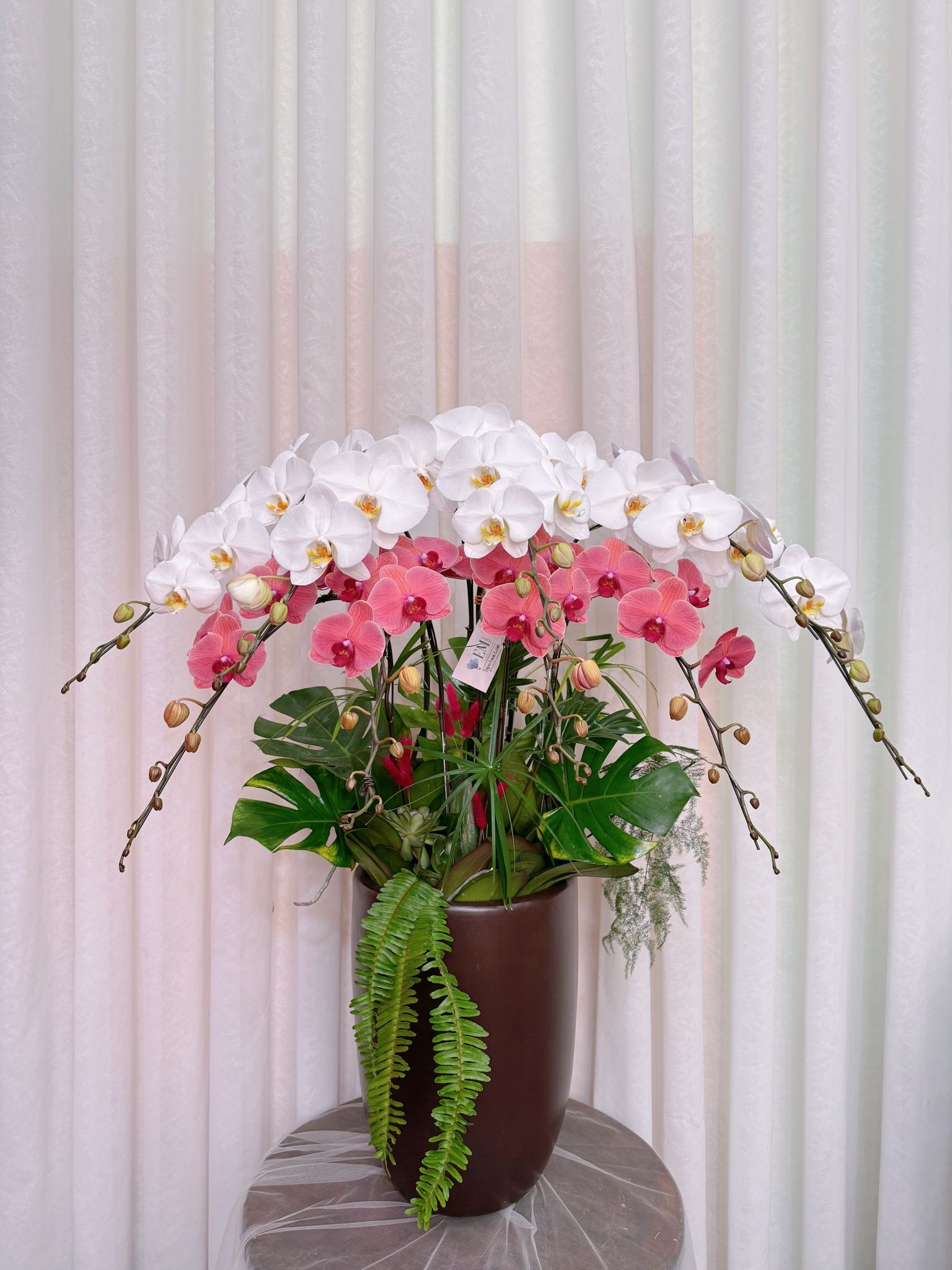  LHĐ - chậu 9 cành phát lộc 