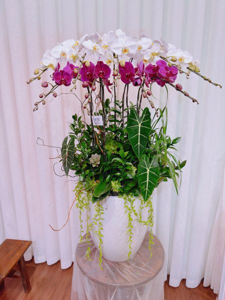  LHĐ - Chậu 9 cành phát tài phát lộc 